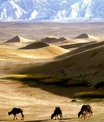 Hongor Els Sand Dunes (Singing Dunes)