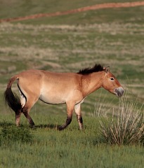 Hustai Nuruu National Park - Przewalski Horses Area